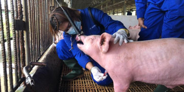 Contact Rate And Risk Factors Of Classical Swine Fever Disease