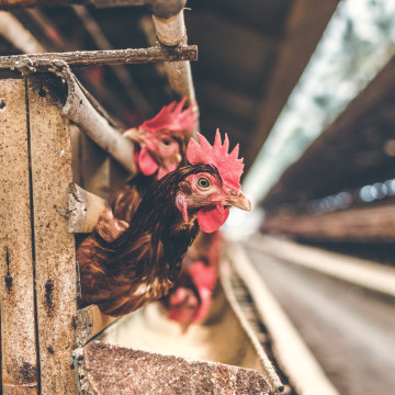 Avian Influenza Surveillance In Poultry: What To Expect
