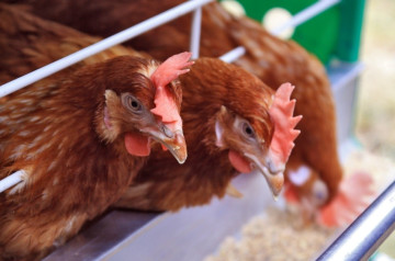 Effect of mineral premix addition to feed on performance of SAN laying hens