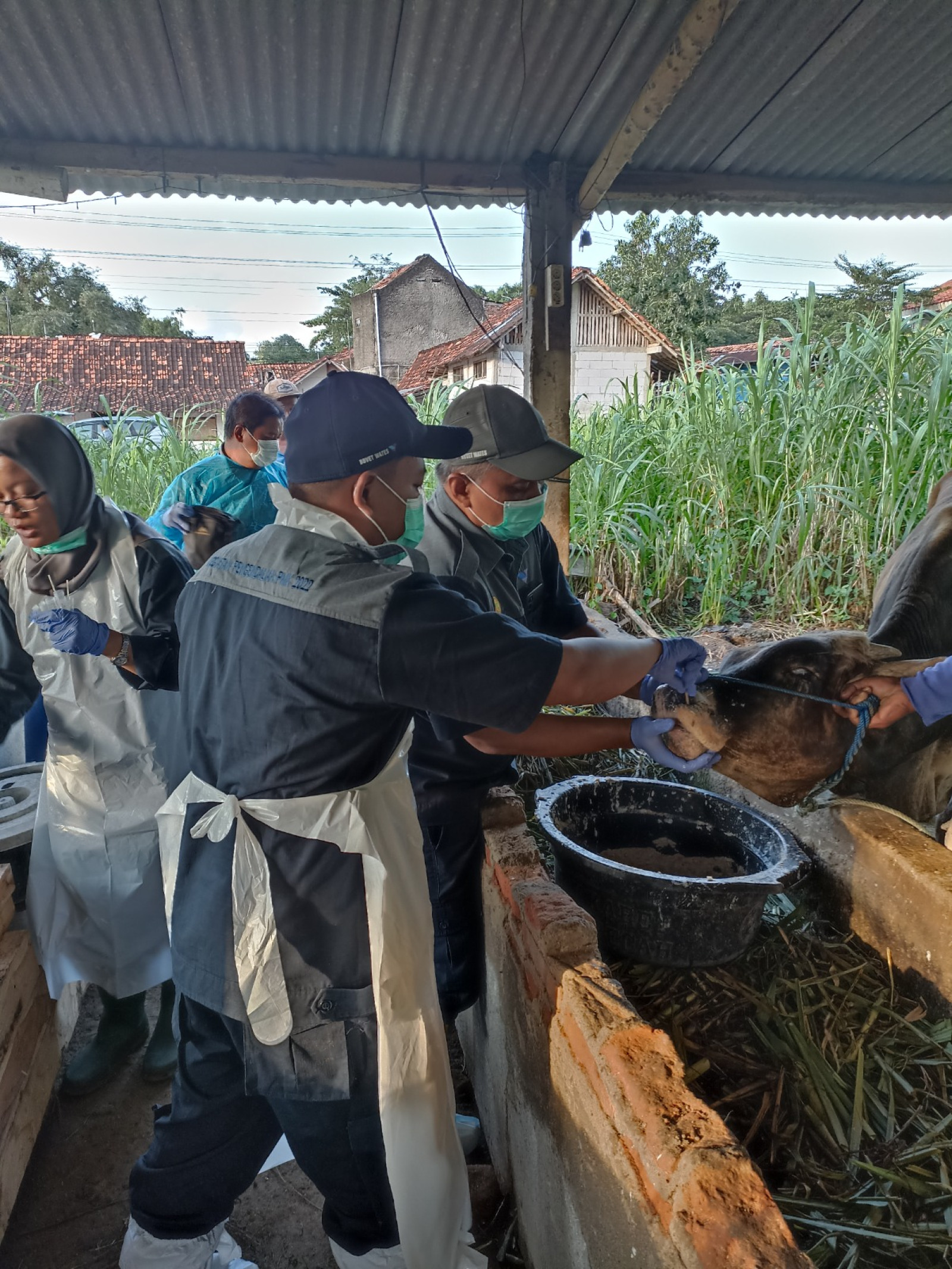 Gerak Cepat Kementan dan Pemda Jateng Tanggapi Kasus PMK di Grobogan dan Karanganyar