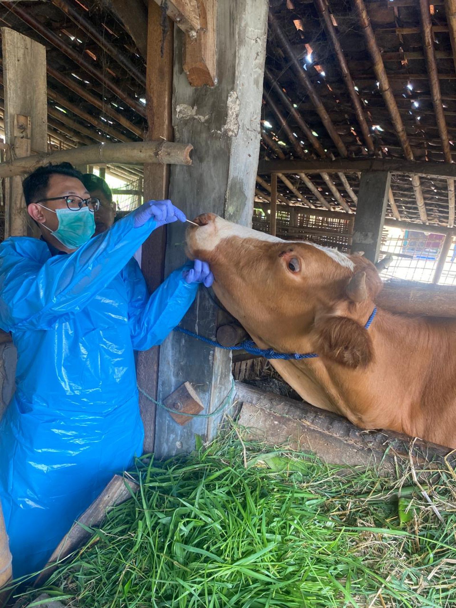 Tindak lanjut laporan adanya kematian hewan ternak di Kab. Wonogiri Jawa Tengah