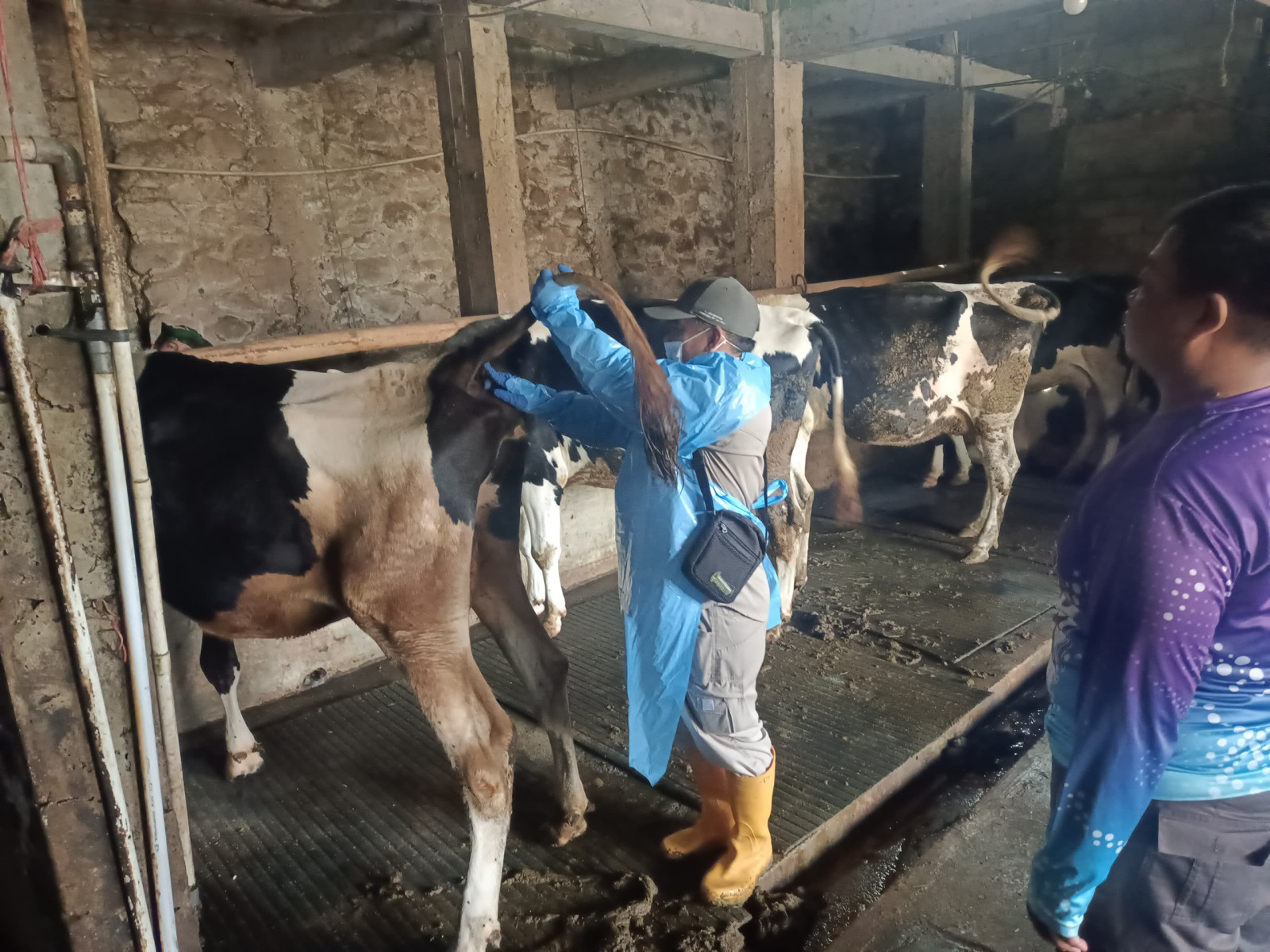 Balai Besar Veteriner Wates Gelar Surveilans Brucellosis di Probolinggo, Kediri, dan Ponorogo