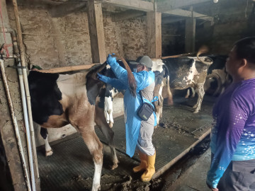 Balai Besar Veteriner Wates Gelar Surveilans Brucellosis di Probolinggo, Kediri, dan Ponorogo