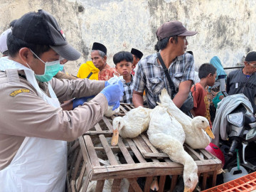 BBV Wates melaksanakan  surveilans penyakit Avian Influensa (AI) atau Flu Burung di Madura
