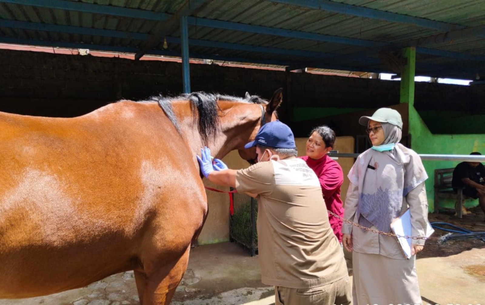 Cegah AHS pada Kuda, BBV Wates Lakukan Surveilans
