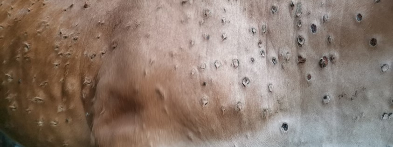 Lumpy Skin Disease: Ancaman Baru Sapi dan Kerbau Indonesia