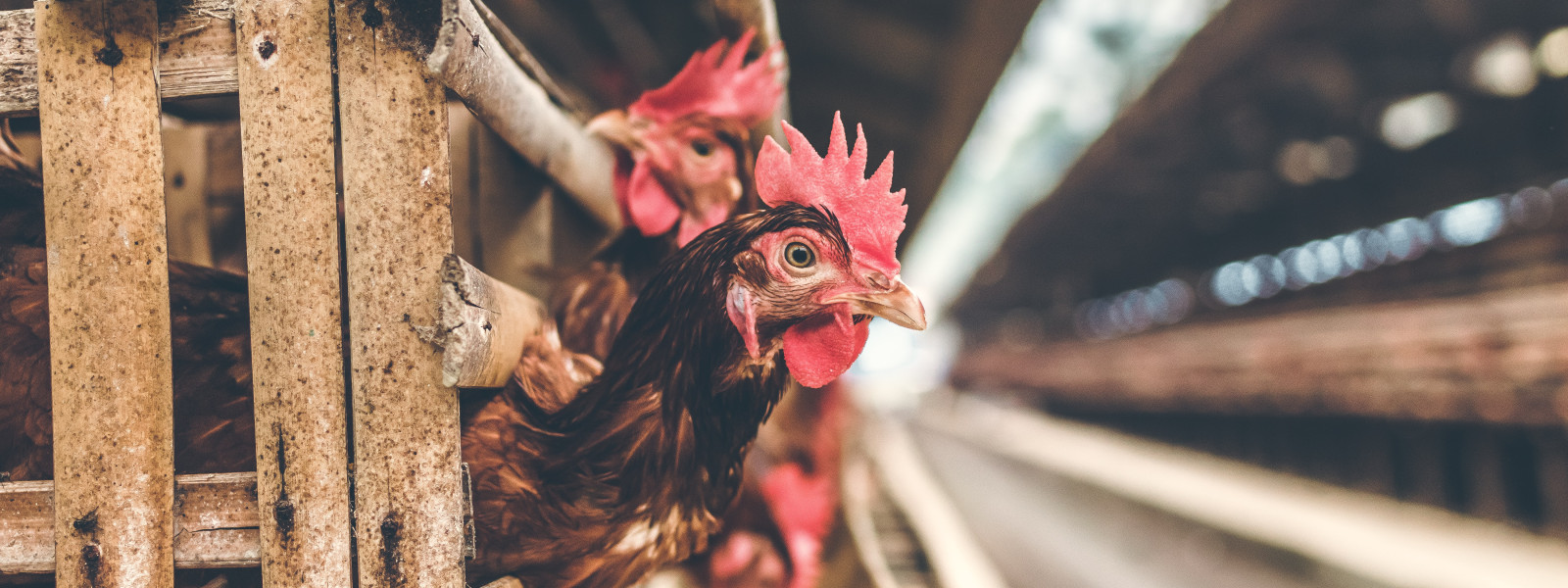 Avian Influenza Surveillance in Poultry: What to Expect